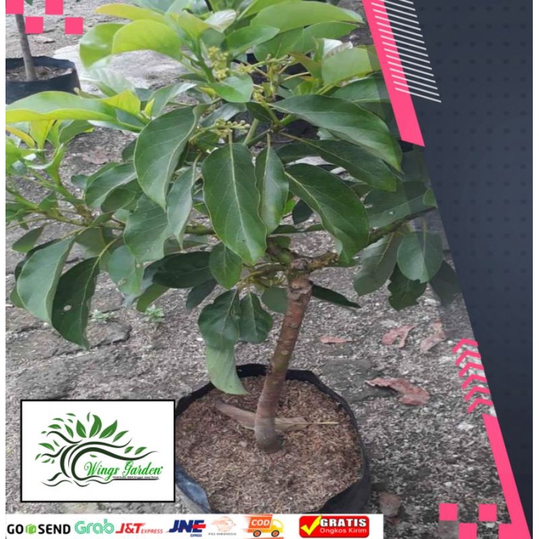 ALPUKAT MIKI BERBUNGA