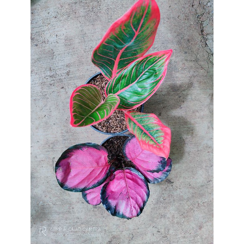 Tanaman Hias Aglonema aglaonema Kanza Dan Calatea Crimson