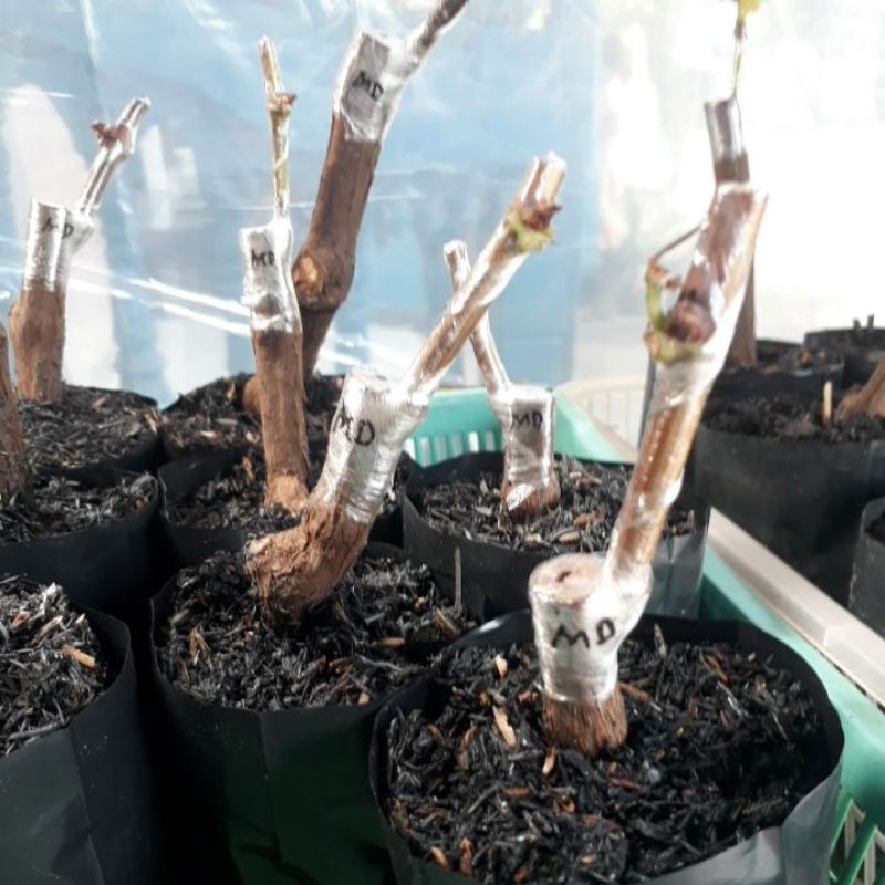 

cutting grafting anggur import