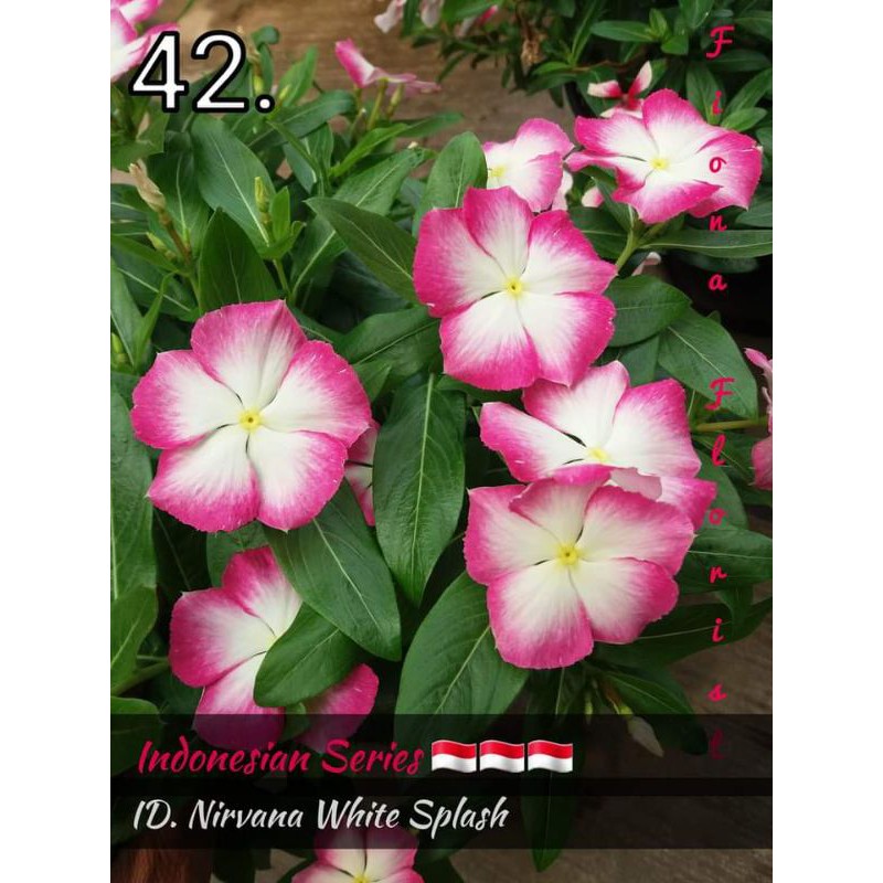 biji vinca Nirvana White Splash