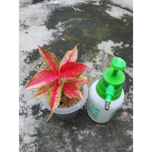 Aglaonema Red Moon Mutasi