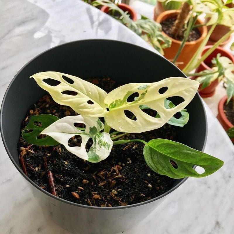 0BUKAN BONGGOL tanaman hias mosntera janda bolong varigata jepang janda bolong acuminta albino