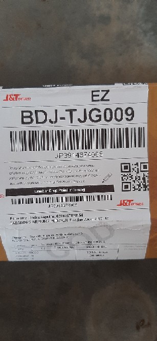 Bibit Apel Fuji Fres Cangkok Siap Tanam