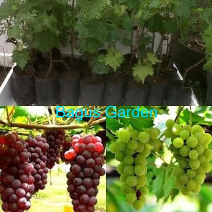 Bibit Tanaman Pohon Anggur Bibit Anggur Tanaman Anggur Buah Anggur