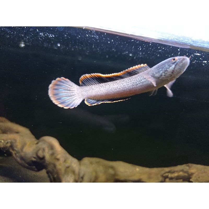 limbata wc 7-10cm rim kuning