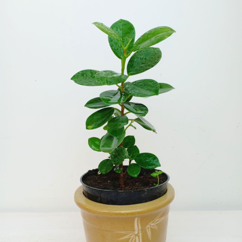 Beringin Dolar , Ficus , tinggi 20cm
