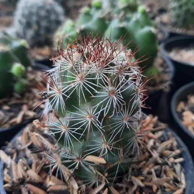 | BELI 5 GRATIS 1| Kaktus Duri Merah elongata| Bisa COD