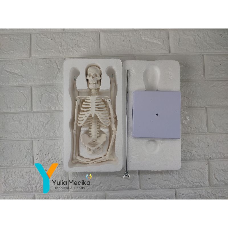 Phantom Manikin Kerangka Manusia Mini