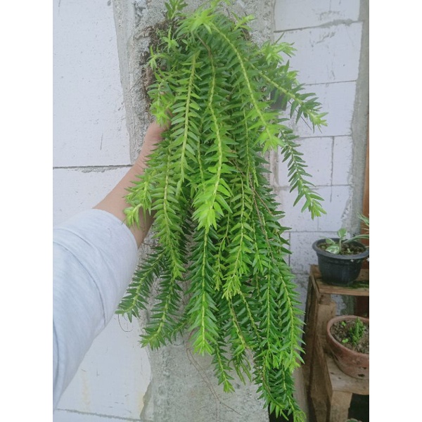 tanaman hias gantung | paku ekor monyet | kumbai ekor monyet | huperzia