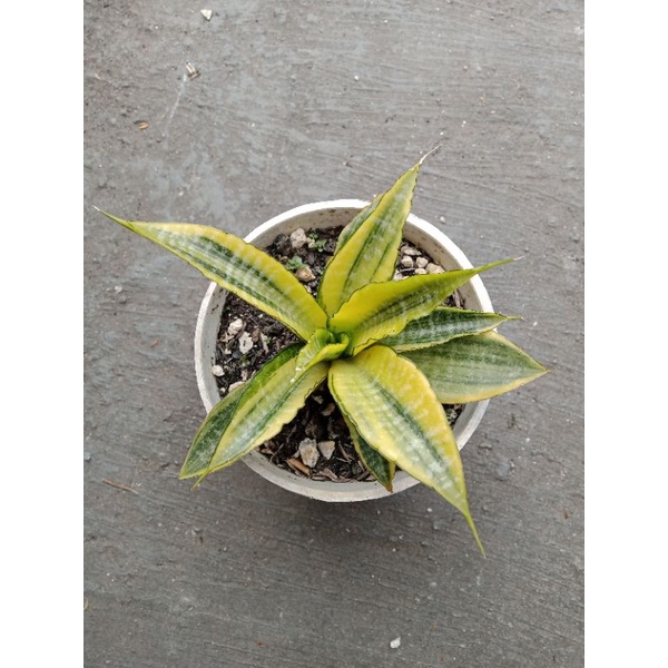 Sansivera Cordova Varigata