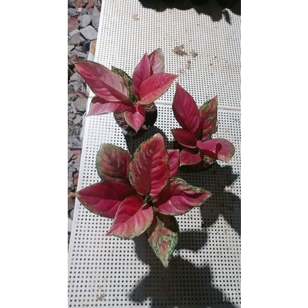 red venus dewasa  9/8 daun