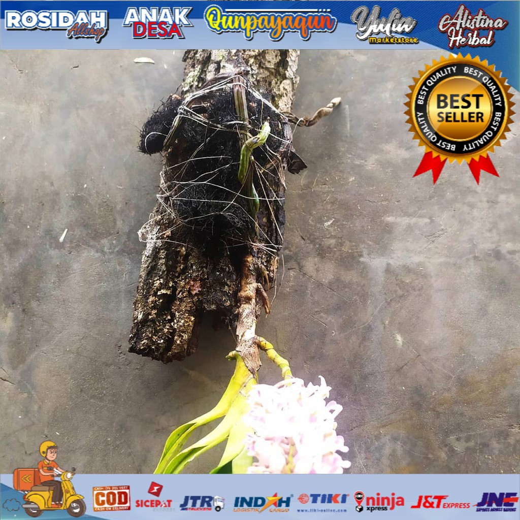 ANGGREK EKOR TUPAI SIAP BERBUNGA/TANAMAN EKOR TUPAI/ANGGREK DEWASA/BUNGA EKOR TUPAI/BUNGA ANGGREK TE