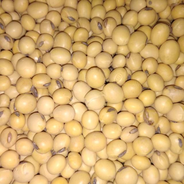 

Kacang kedelai