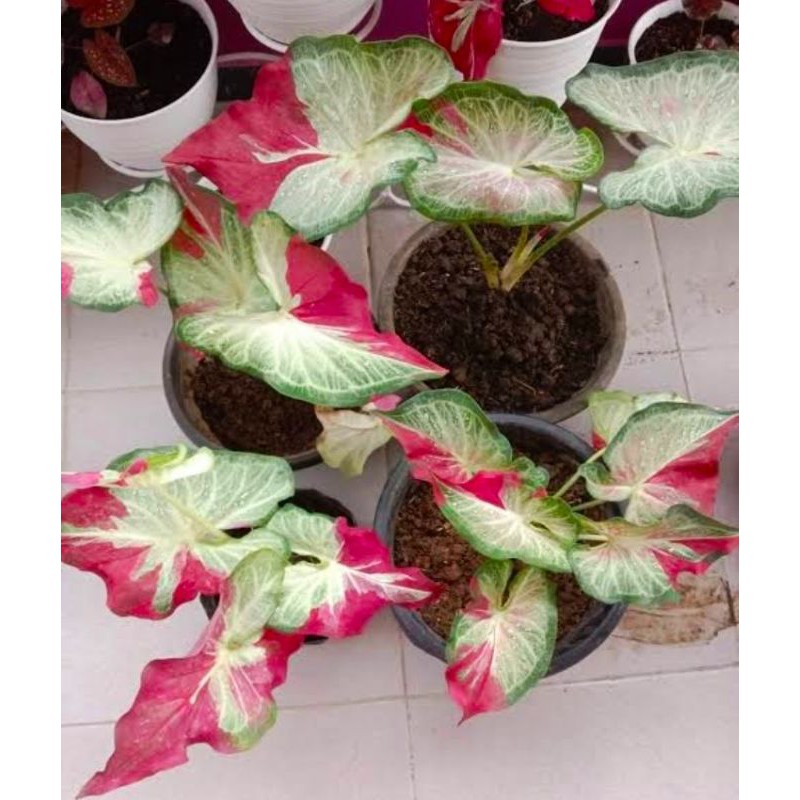 umbi caladium cat tumpah