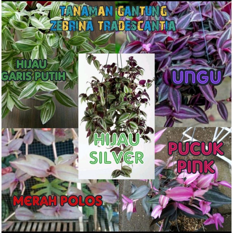 tanaman hias gantung zebrina ungu,silver,merah, putih,pink