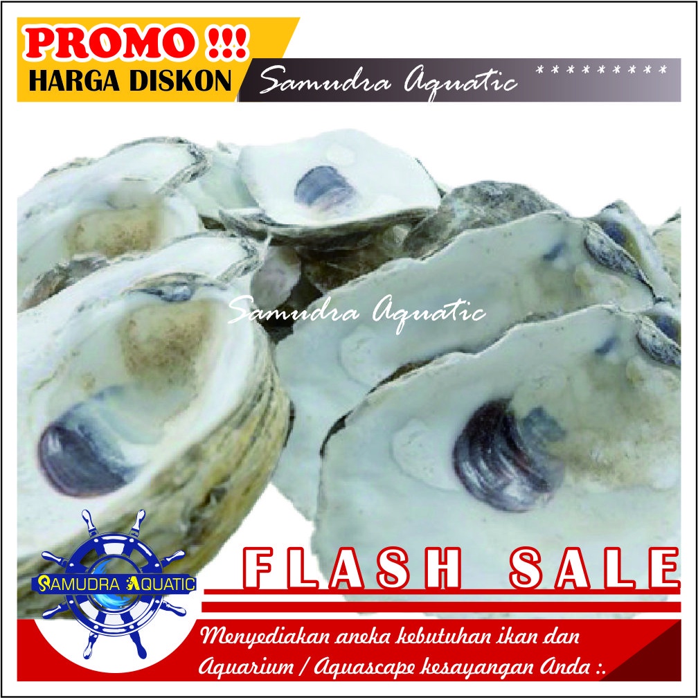 CANGKANG OISTER (1 kg), Kerang Oister Tiram Media Filter Aquarium Aquascape, Media Filter Kolam