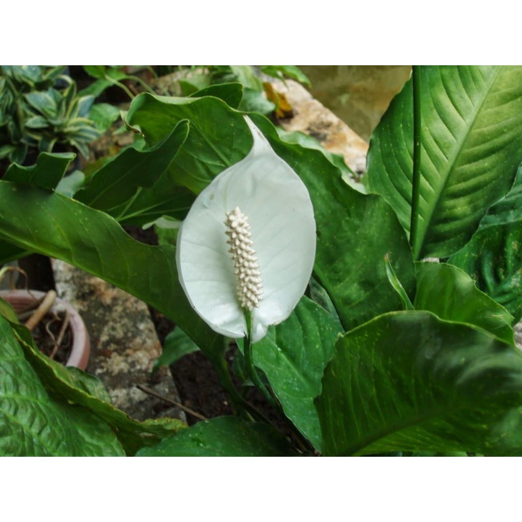 Bibit Tanaman Hias Bunga Peace Lily Spatufillum Penyerap Racun Kondisi Rimbun Berbunga/ Siap Berbunga