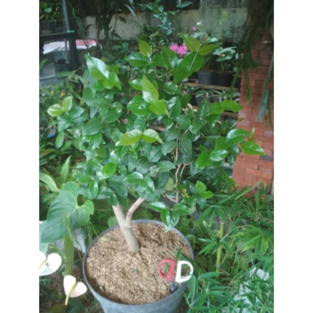 Dewondaru/cermai belanda(Eugenia Uniflora)