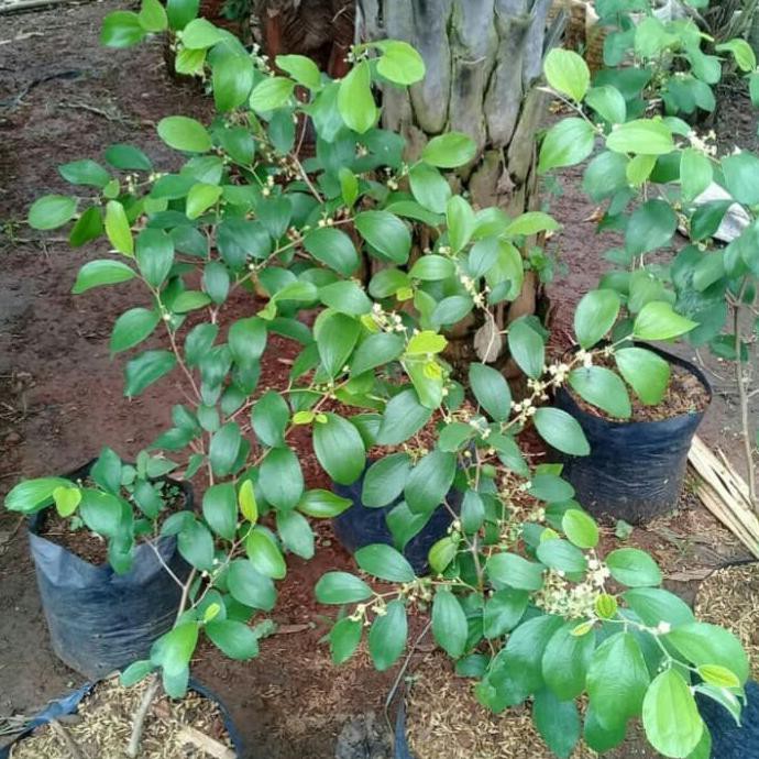 TERBAIK Bibit Tanaman Buah Apel Putsa/Pohon Buah Apel Putsa Siap Berbuah TERMURAH