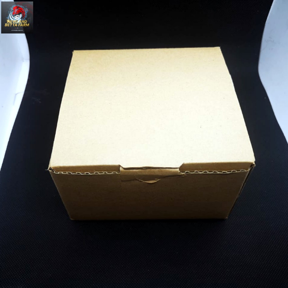 Box Packing Ikan Cupang