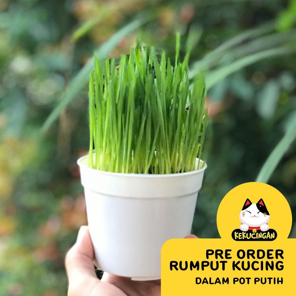 READY STOCK Rumput Kucing Wheatgrass Obat Hairball Kucing Anjing Kekucingan SIAP MAKAN