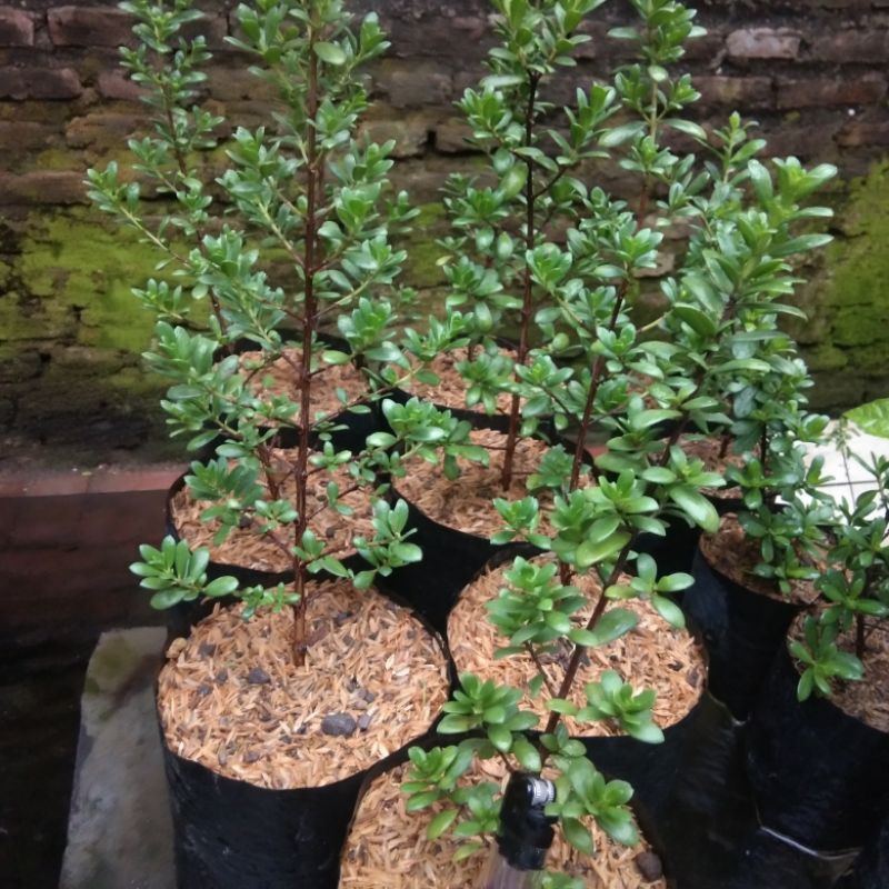 Santigi Mawar Super (bibit)