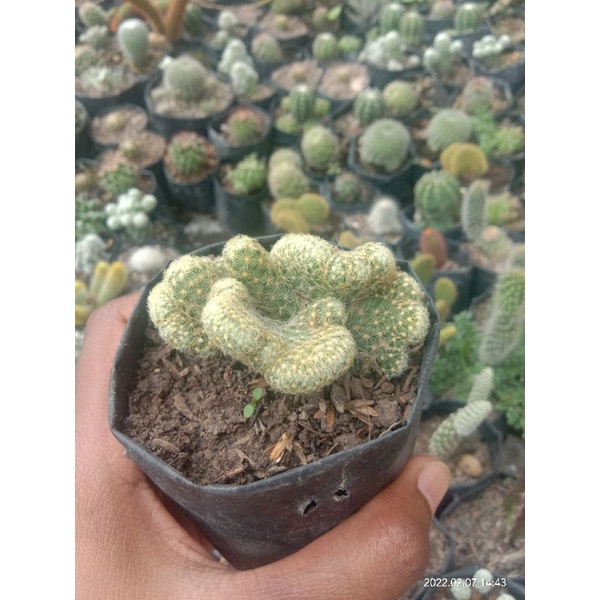 kaktus pasaman/kaktus murah/kaktus import/kaktus ownroot