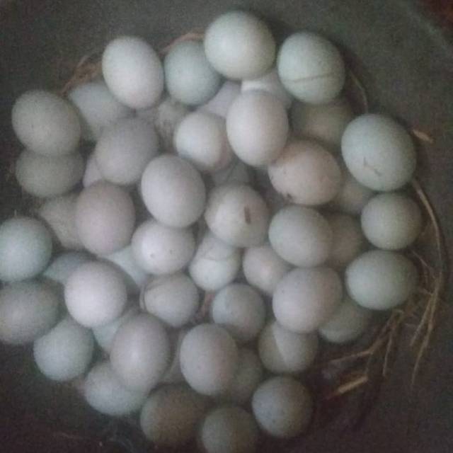 ukonhidayat