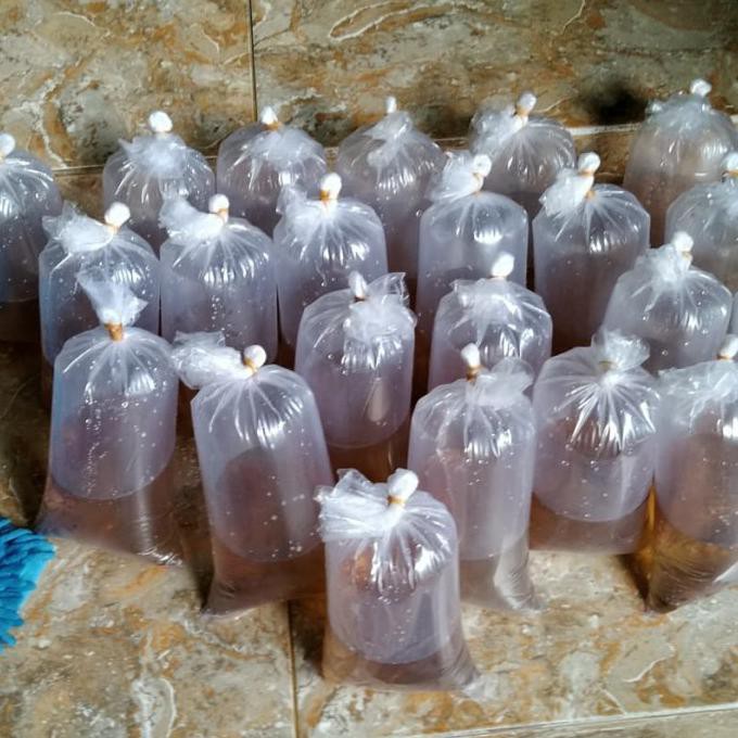 Terlaris Artemia Hidup | Artemia Salina | Pakan Hidup Ikan Hias