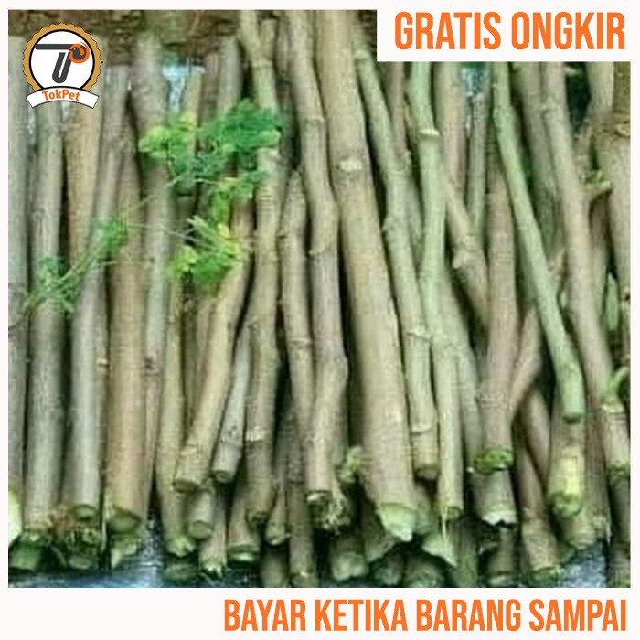 Bibit kelor stek per batang tanaman obat