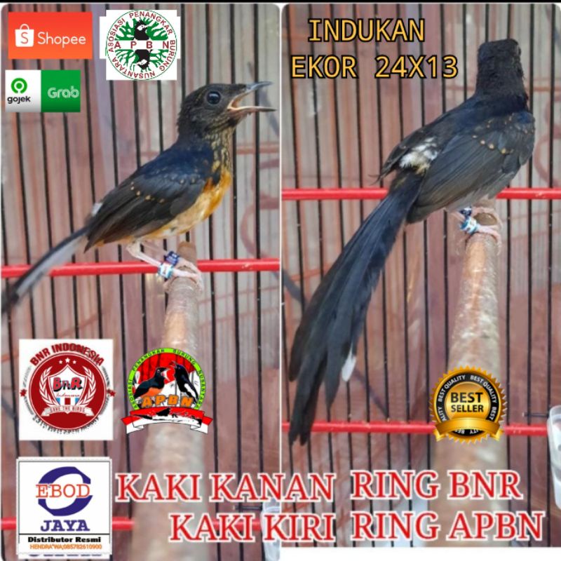 MURAI TROTOL EKOR PANJANG DOUBLE RING APBN & RING BNR