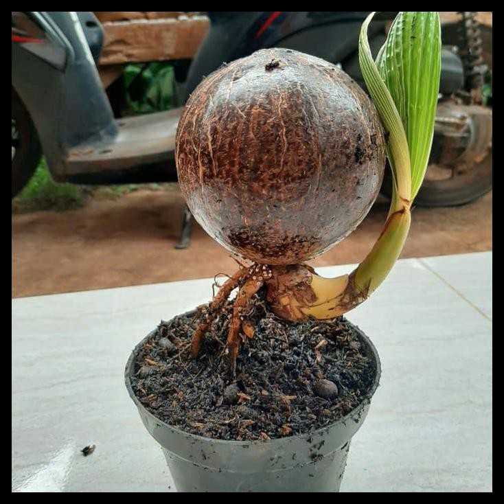 Bonsai Kelapa MinionBahan Bonsay Batok Kelapa Nungging. Shopee Indonesia