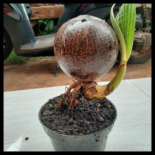 Bonsai Kelapa  Minion Bahan Bonsay Batok Kelapa  Nungging 