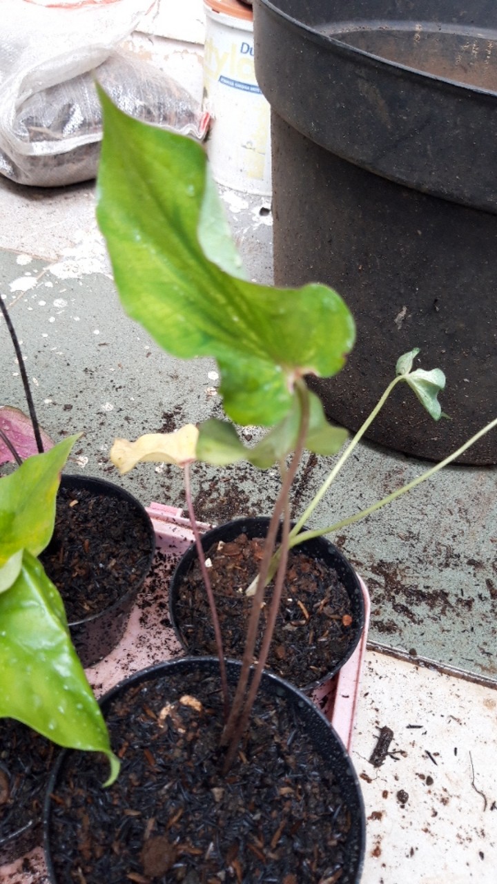 Caladium White Knight/ Dikirim Anakan Bibit White Knight