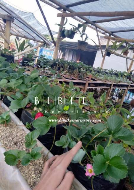 Bibit Tanaman Buah Strawberry Merlan Tanaman Strawberry Bunga Pink Unik &amp; Langka