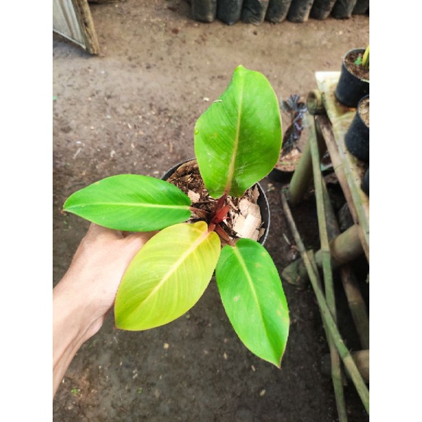 Philodendron orange juice