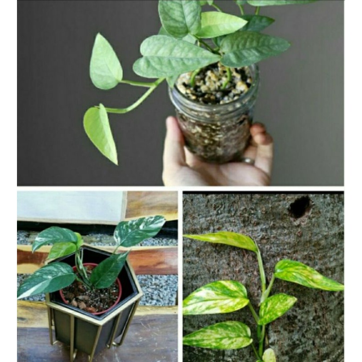 paket 3 epipremnum cebu blue, epipremnum variegata, epipremnum golden