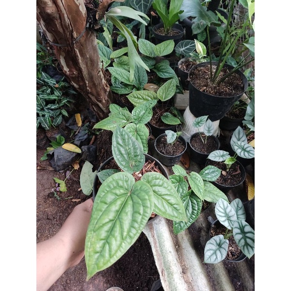 anthurium sirih radicans - anthurium sirih - anturium sirih radicans