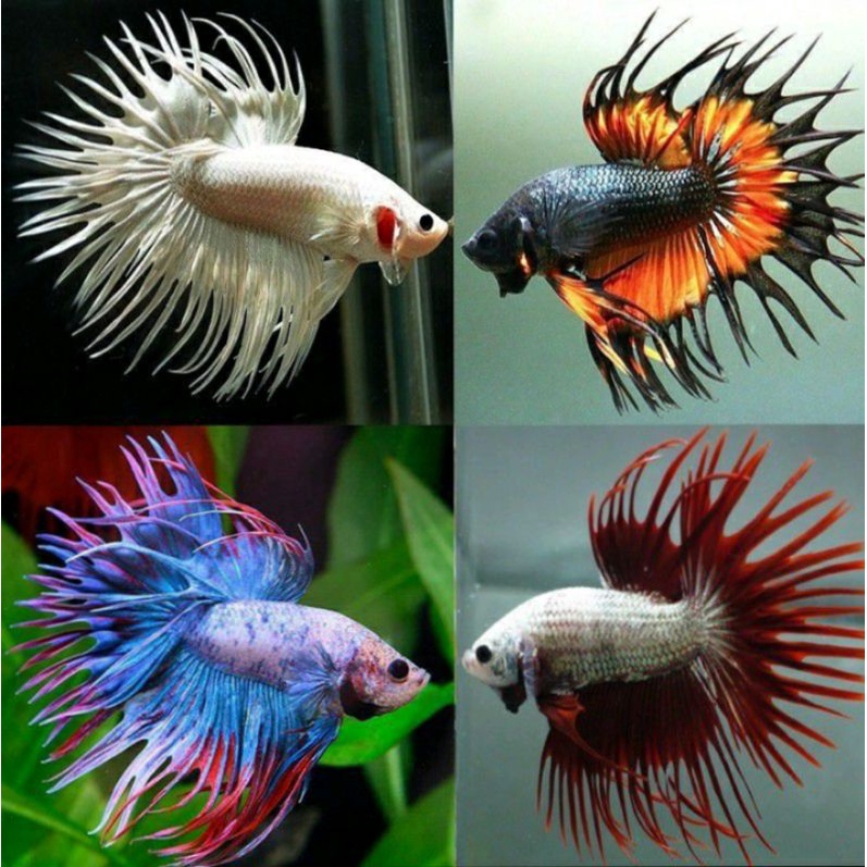 ikan cupang crowntail maskot kontes