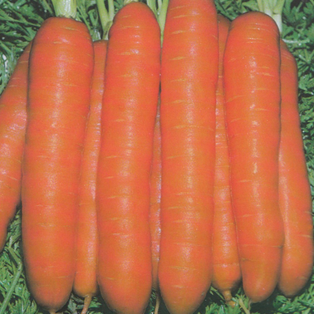 Carrot Touchon ­50 Biji (Benih Biji Bibit Tanaman Sayur Sayuran)