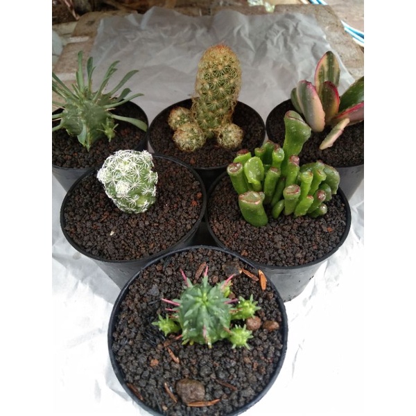 Sekulen murah - sekulen paket