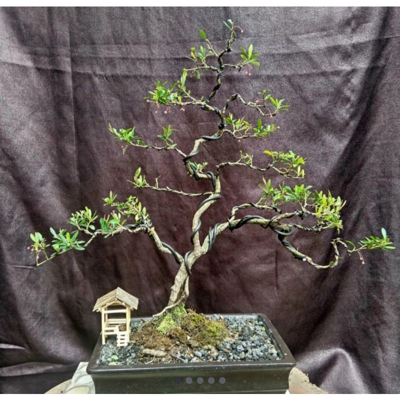 Bonsai Cendrawasih Nanisa plants free pot siap pajang