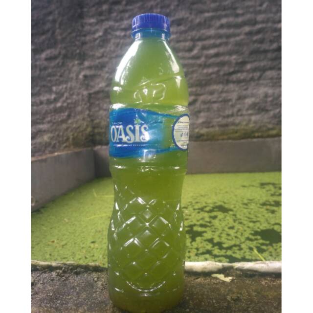 

Chorella/green water buat media kutu air