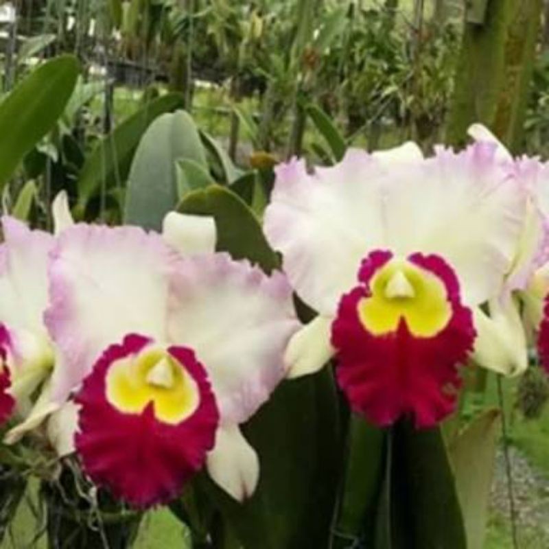 Anggrek Cattleya BLC . Enn Joy No.2