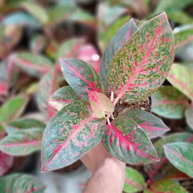 aglaonema stardas