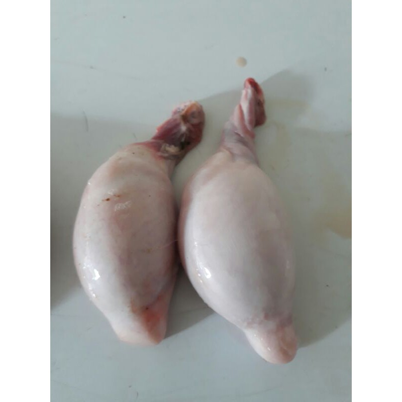 

torpedo kambing sepasang