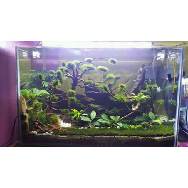 Tema Aquascape 1 Meter