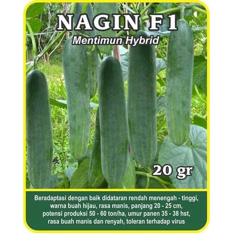Bibit Biji Benih  Timun Mentimun NAGIN F1 UNGGUL