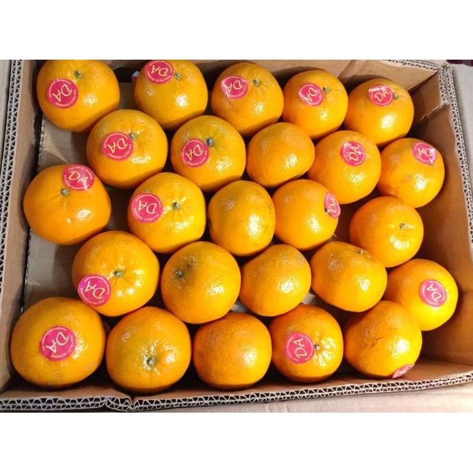 

PROMO ENAK Fresh jeruk kupas mandarin - kino pakistan Perkilo Terlaris