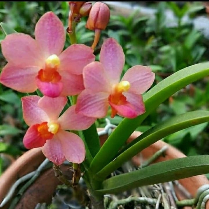 BARU Bibit bunga anggrek doritis orange